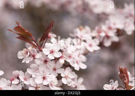 Detail der wilden Lot Kirschblüten blühen im März Beginn der Frühlingszeit Stockfoto