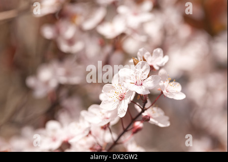 Detail der wilden Lot Kirschblüten blühen im März Beginn der Frühlingszeit Stockfoto