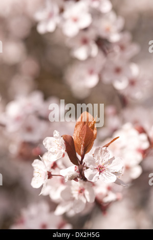 Detail der wilden Lot Kirschblüten blühen im März Beginn der Frühlingszeit Stockfoto