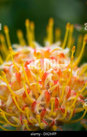 Nadelkissen Protea Leucospermum cordifolium Stockfoto