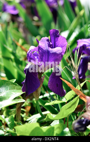 Blühende deutsche Iris, Iris Germanica in mediterranen Naturgarten. Spanien. Stockfoto