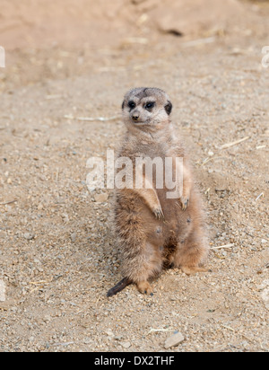 Erdmännchen auf Wache Stockfoto