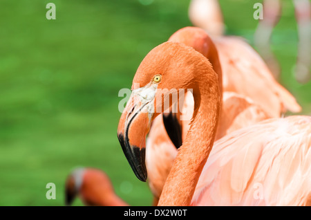 Porträt von rosa Flamingos in der Herde Stockfoto