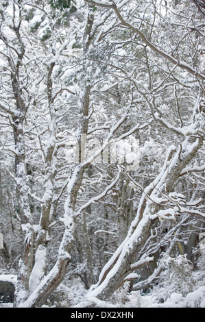 Schnee in Australien Stockfoto