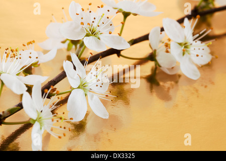 Wilde Kirsche Blumen Stockfoto