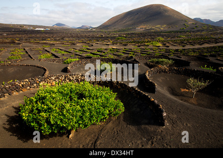 Lanzarote Spanien la Geria Rebe Schraube Trauben Wand Pflanzen Anbau Weinbau Kellerei Stockfoto