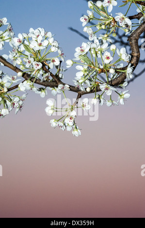 Schöne, weiße Frühlingsblüten heben sich von der weichen Pastelltönen der Dämmerung Stone Mountain in der Metro Atlanta, Georgia. USA. Stockfoto