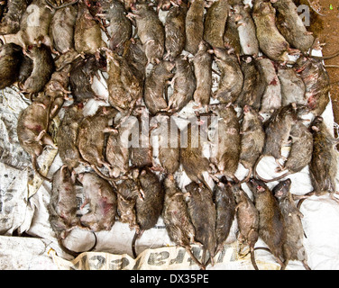 eine Nacht fangen von Ratten zählt die Stationen 4 Nacht Ratte Mörder müssen ein Minimum von 30 Ratten in der Reihenfolge wie sie bekannt sind töten Stockfoto