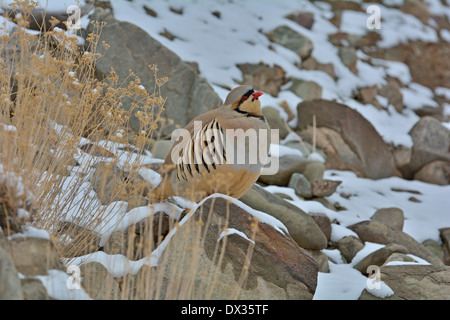 Chukar Rebhuhn oder Chukar (Alectoris Chukar) vor einem blauen Himmel in Hemis-Nationalpark, Travel, Indien Stockfoto