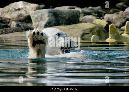 Eisbär Ursus Maritimus tragen Wal Knochen Wirbeltier arktischen Sallyhammna Spitzbergen-Svalbard-Archipel-Norwegen Stockfoto