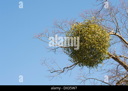 Viscum album. Die Mistel in einem Winter Baum in der englischen Landschaft. Großbritannien Stockfoto