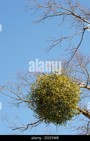 Viscum album. Die Mistel in einem Winter Baum in der englischen Landschaft. Großbritannien Stockfoto