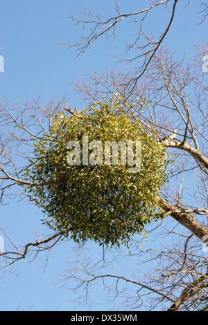 Viscum album. Die Mistel in einem Winter Baum in der englischen Landschaft. Großbritannien Stockfoto