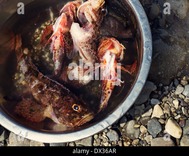 Einige frische Skorpionfische (Scorpaenidae) gefangen in einer Schüssel Stockfoto