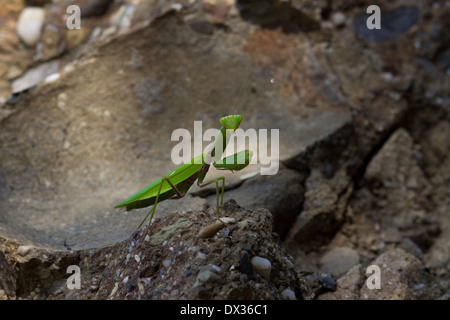 Grüne Gottesanbeterin (Mantis Religiosa) sitzt auf dem Felsen Stockfoto