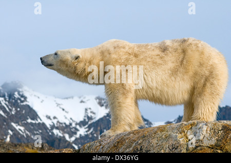 Eisbär Ursus Maritimus tragen weißer Bär Nanook Meeressäuger Säugetier Tier Tiere Tierwelt Predator Fuglefjorden Spitzbergen Stockfoto