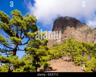Kanarische Kiefern wachsen vor der Punta de Los Roques-Berg im Nationalpark Caldera de Taburiente Stockfoto