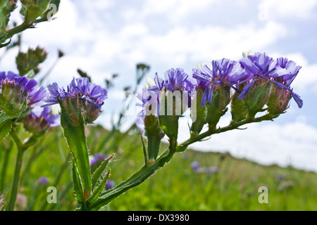 Nahaufnahme der lila blauen Statice Blumen wachsen auf einer Wiese. Stockfoto