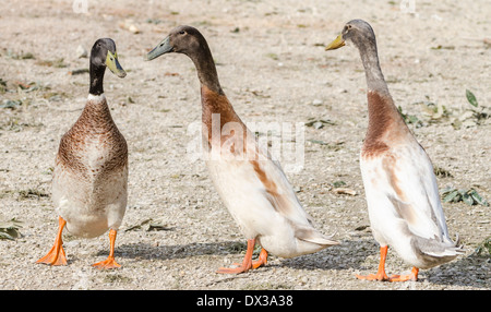 3 inländische Indian Runner Enten in West Sussex, England, UK. Stockfoto