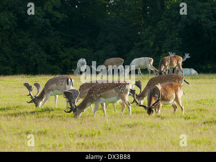 Damwild, Dama Dama, Dänemark Stockfoto