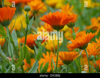 Ringelblume (Calendula Officinalis) im Kräutergarten Hindsgavl Slot (Hindsgavl Palast), Fünen, Dänemark Stockfoto