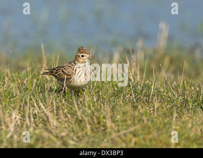 Feldlerche (Alauda Arvensis) auf Nährböden, Kent. Stockfoto