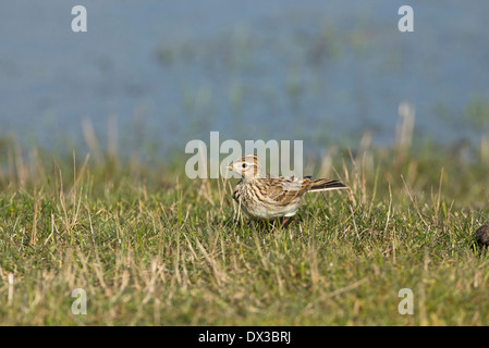 Feldlerche (Alauda Arvensis) auf Nährböden, Kent. Stockfoto