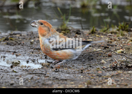 Papagei Kreuzschnabel - Loxia pytyopsittacus Stockfoto
