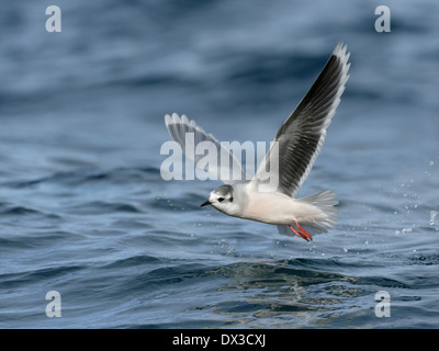 Kleine Möve Larus minutus Stockfoto