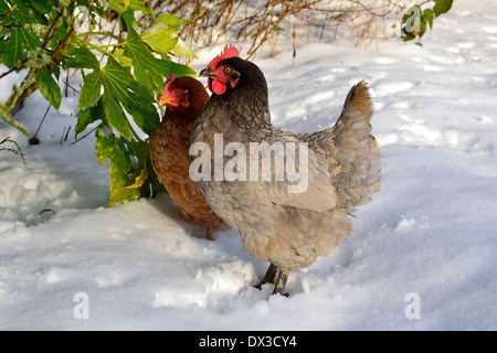 Graue Limousine Henne und rotbraunen Henne im Schnee des Gartens. Potager de Suzanne de Mayenne, Pays De La Loire, Frankreich. Stockfoto