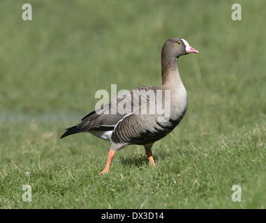 Weniger weiß – Anser Gans - Anser erythropus Stockfoto