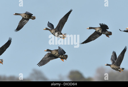 Weniger weiß – Anser Gans - Anser erythropus Stockfoto