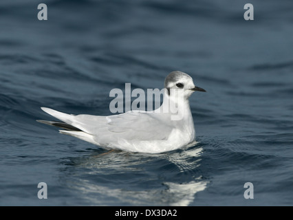 Kleine Möve Larus minutus Stockfoto