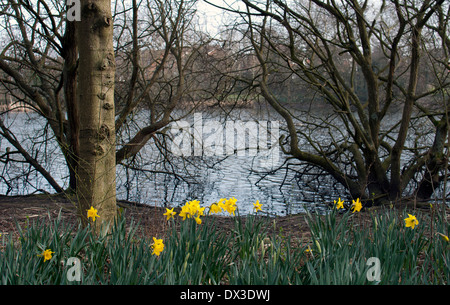 Hillfield Park Nature Reserve, Monkspath, Solihull, West Midlands, England, Großbritannien Stockfoto