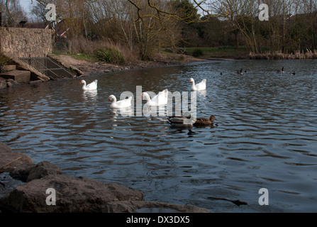 Der See im Hillfield Park Nature Reserve, Monkspath, Solihull, West Midlands, England, Großbritannien Stockfoto