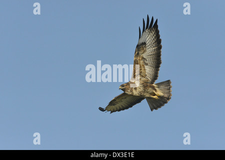 Bussard Buteo buteo Stockfoto