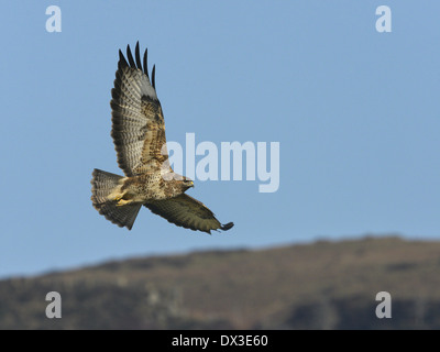 Bussard Buteo buteo Stockfoto