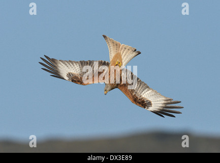 Rote Drachen Milvus milvus Stockfoto