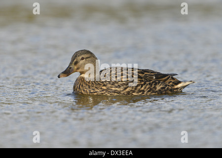 Stockente Anas Platyrhynchos - weiblich Stockfoto