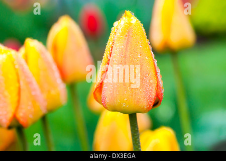 Tulpen in Tau im heimischen Garten bedeckt. Stockfoto