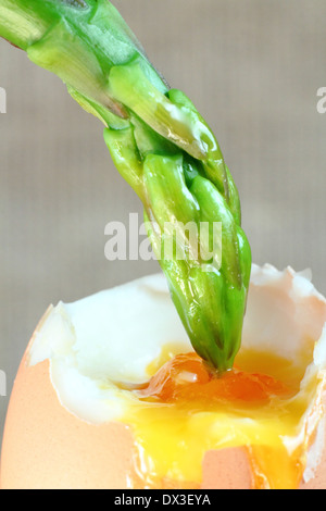 Leicht blanchierten frischer grüner Spargel Speer, getaucht in weich gekochtes Eigelb - neutralen Hintergrund. UK Stockfoto