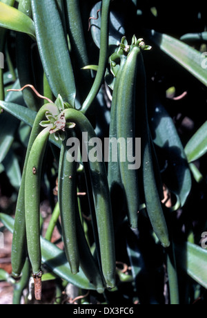 Eine Vanille-Pflanze mit grünen Bohnen Schoten Reifen am Rebstock wächst auf Raiatea, eine Gesellschaft Insel von Französisch-Polynesien im Süd-Pazifik. Stockfoto