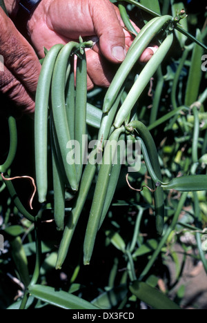 Eine Vanille-Pflanze mit grünen Bohnen Schoten Reifen am Rebstock wächst auf Raiatea, eine Gesellschaft Insel von Französisch-Polynesien im Süd-Pazifik. Stockfoto