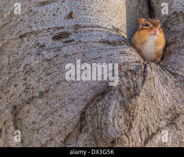 Ein Streifenhörnchen thront in einem Loch an einem Baumstamm. Stockfoto