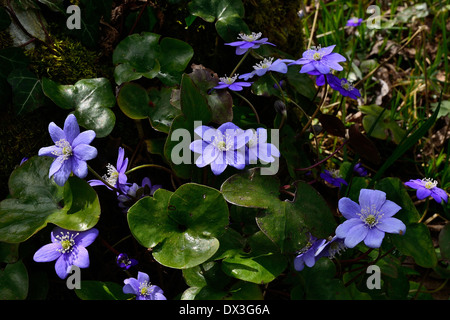 Lebermoos (Hepatica Nobilis), Butterblume, Blüte im April (Garten von Suzanne, die Pas, Mayenne, Pays De La Loire, Frankreich). Stockfoto