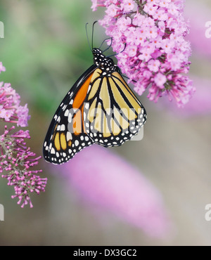 Monarchfalter auf die lila Blüten Stockfoto