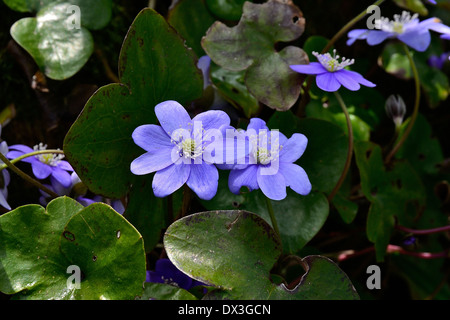 Lebermoos (Hepatica Nobilis), Butterblume, Blüte im April (Garten von Suzanne, die Pas, Mayenne, Pays De La Loire, Frankreich). Stockfoto