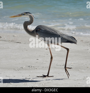 Great Blue Heron zu Fuß am Strand von Florida Stockfoto