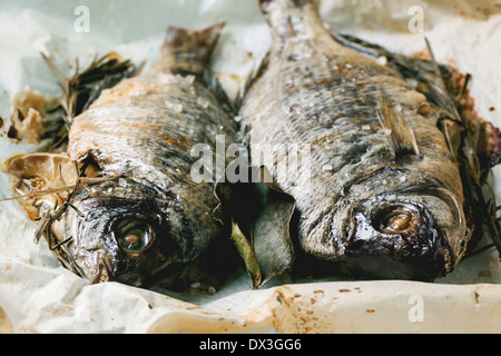 Zwei gegrillte Dorado Fisch mit Rosmarin auf Backpapier serviert. Stockfoto