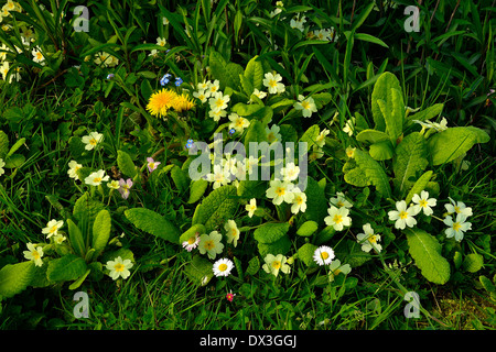 Primel (Primula Vulgaris) und Löwenzahn (Taraxacum sp) im April in einem Garten. Stockfoto